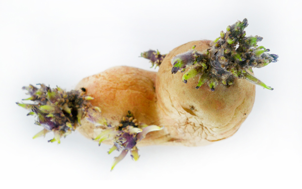 como conservar ajos cebollas y patatas
