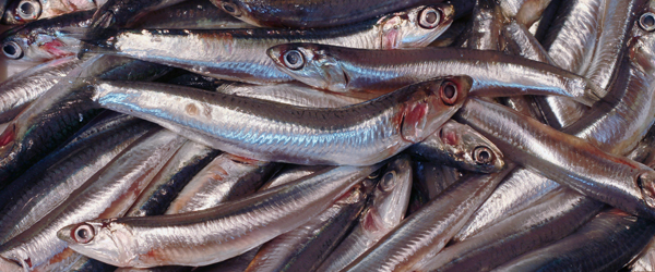 como limpiar boquerones