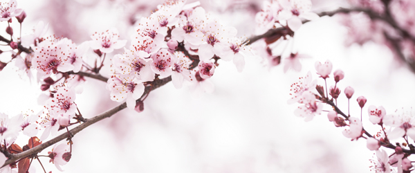 hanami arte japones de observar los cerezos en flor