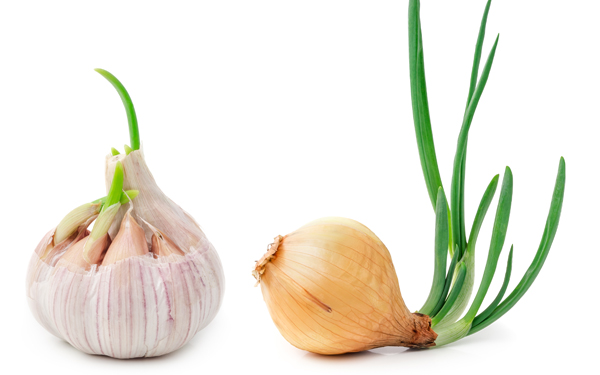 como conservar ajos cebollas y patatas