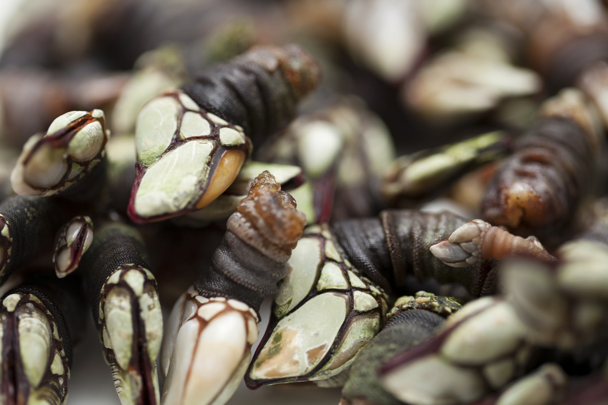 Percebes Marroquís